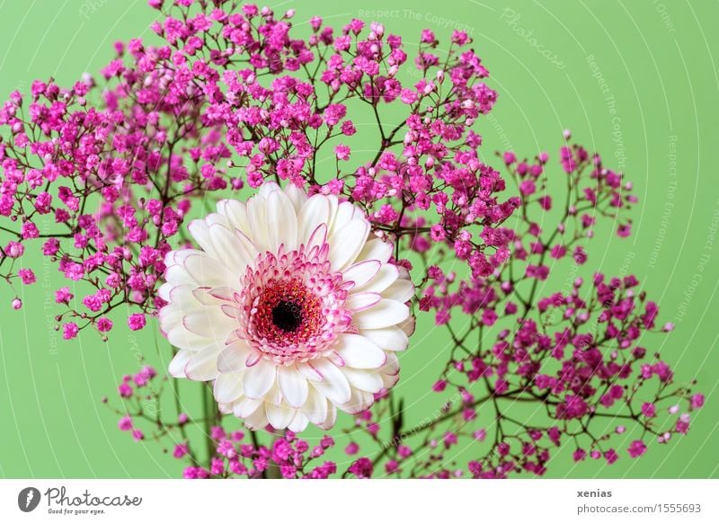 weiss-rosa Gerbera mit Rosenschleier vor hellgrünem Hintergrund Blume Blüte Schleierkraut weiß Blumenstrauß Dekoration & Verzierung Studioaufnahme xenias