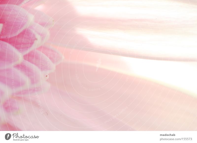 Die Reinheit der Unschuld rosa Farbe Farbstoff Blüte Strukturen & Formen Hintergrundbild abstrakt Licht Blume Pflanze Unschärfe sanft weich zart Gefühle