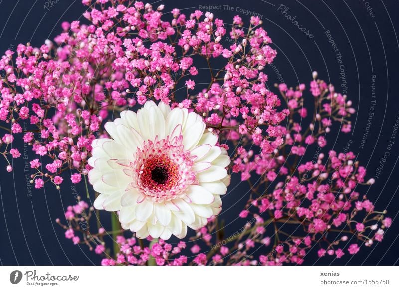 weiße Gerbera mit rosa Schleierkraut vor schwarzem Hintergrund Pflanze Frühling Sommer Blume Sträucher Blüte dunkel Trauer dunkler Hintergrund Trauerfeier