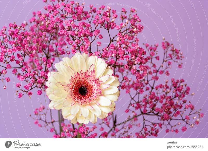 weiße Gerbera mit rosa Schleierkraut vor violettem Hintergrund Pflanze Blume Blüte Gypsophila Korbblütler Gipskraut violetter Hintergrund Nahaufnahme Tag xenias