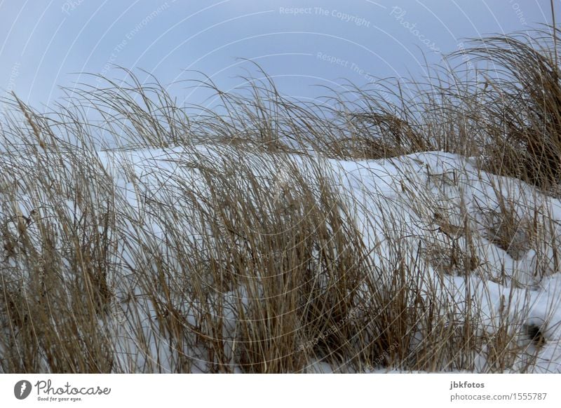 Strandtag Umwelt Natur Landschaft Sand Himmel Wolkenloser Himmel Sonne Winter Schönes Wetter Eis Frost Schnee Pflanze Gras Sträucher Küste Ostsee kalt