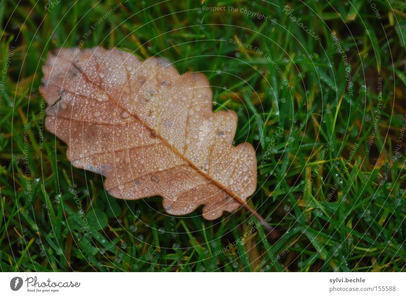 autumn II Wasser Wassertropfen Herbst Regen Gras Blatt Wiese nass braun grün Einsamkeit Vergänglichkeit Jahreszeiten Eiche Tropfen Farbfoto mehrfarbig