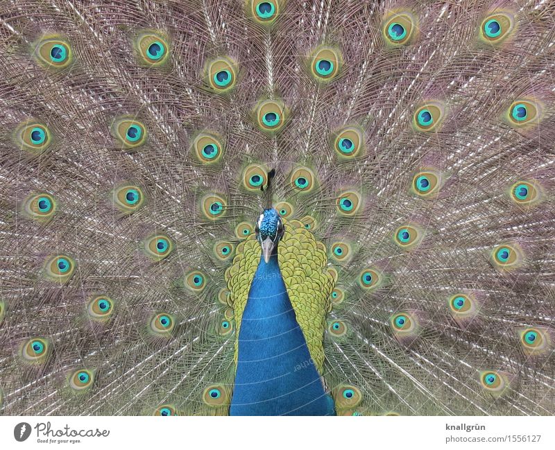 fotogen Tier Vogel Pfau 1 Brunft schön blau grün Tagpfauenauge Pfauenfeder Farbfoto Außenaufnahme Menschenleer