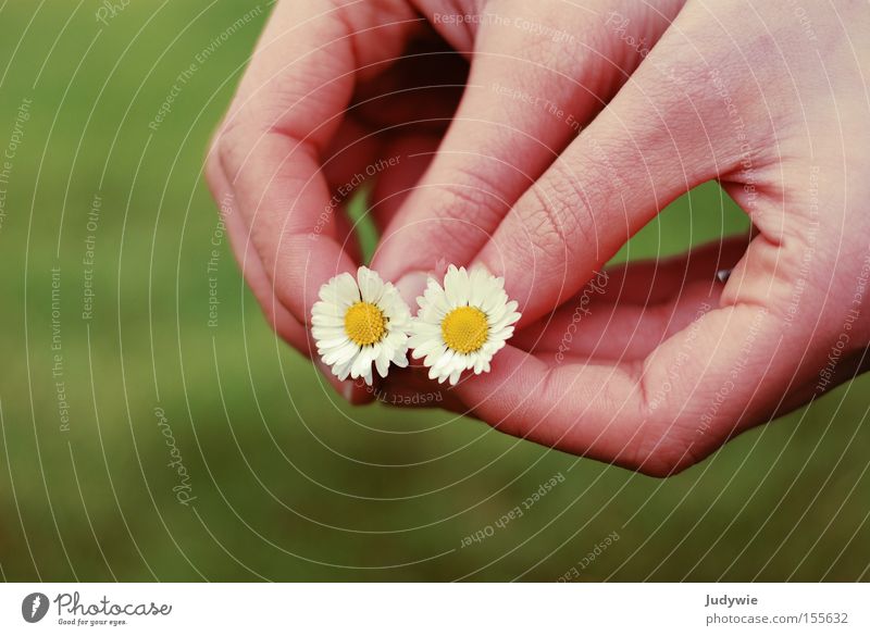 2 Gänse Gänseblümchen Sommer Hand Gefühle gelb grün rosa Gesellschaft (Soziologie) Natur Blume Wiese Frau Zusammensein paarweise
