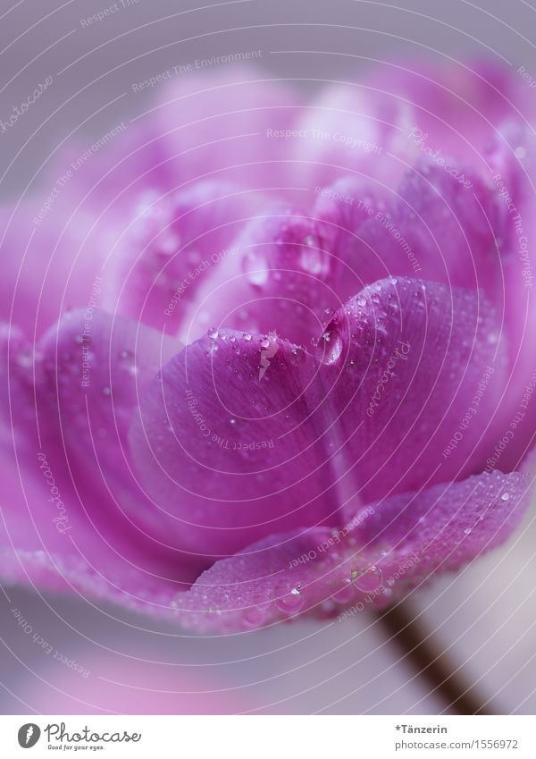 Tulpe Natur Wassertropfen Frühling Pflanze Blume ästhetisch nass natürlich positiv schön rosa Farbfoto mehrfarbig Innenaufnahme Makroaufnahme Menschenleer Tag