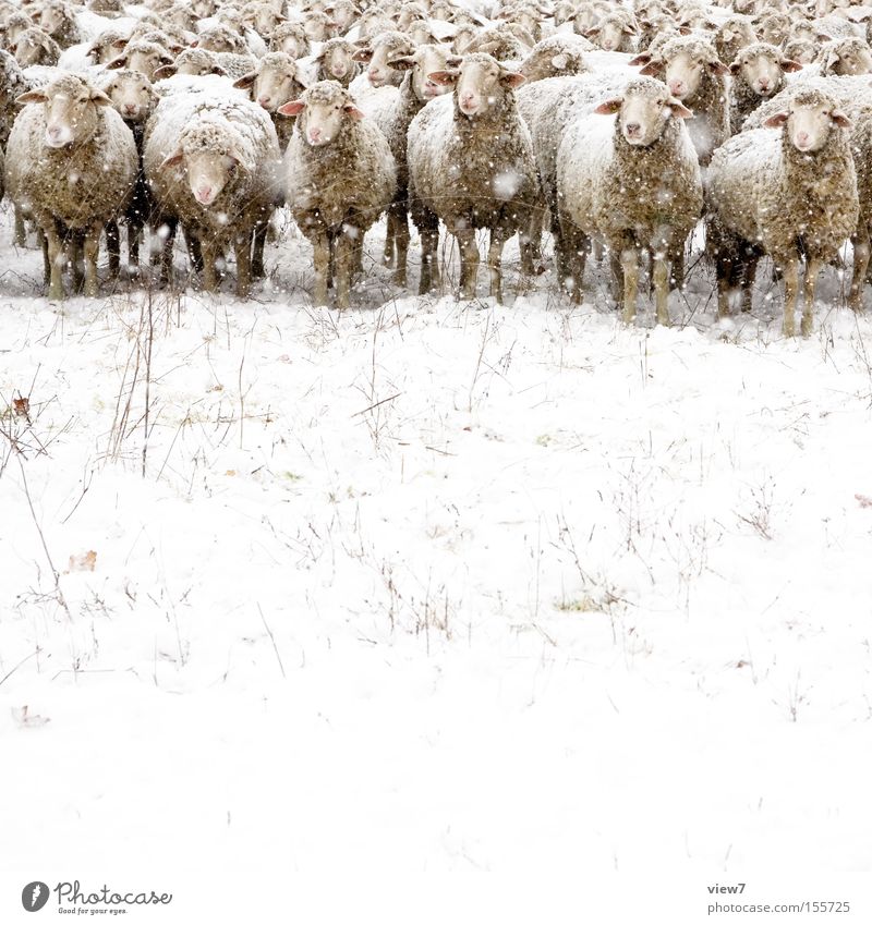 Das gemeine Winterschaf ll. Schnee Schneefall Nutztier Tiergruppe Herde beobachten entdecken kalt Interesse Langeweile dumm Natur Stimmung Schaf Wolle Weide