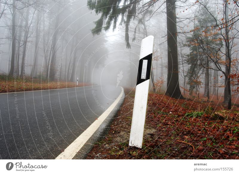 Feuchtraum Straße Wald Nebel Baum Regen nass feucht fahren Leitpfosten Herbst Verkehrswege Straßennamenschild