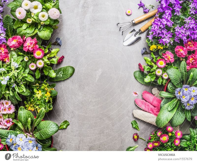 Gartenwerkzeuge und Handschuhe mit bunten Topfblumen Stil Design Freizeit & Hobby Sommer Häusliches Leben Natur Pflanze Frühling Blume Gras Sträucher Blatt