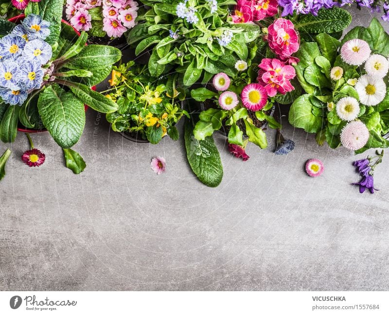 Auswahl von Sommer Gartenblumen in Töpfen Stil Design Freizeit & Hobby Häusliches Leben Dekoration & Verzierung Tisch Natur Pflanze Frühling Blume Blatt Blüte