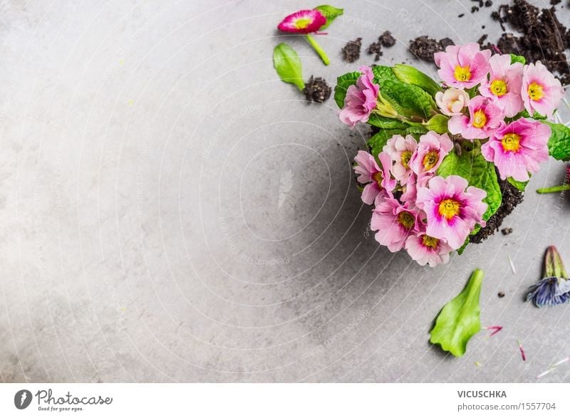 Schöne Primel Blumen für den Garten Stil Design Sommer Dekoration & Verzierung Tisch Natur Pflanze Frühling Blatt Blüte Blühend rosa Hintergrundbild
