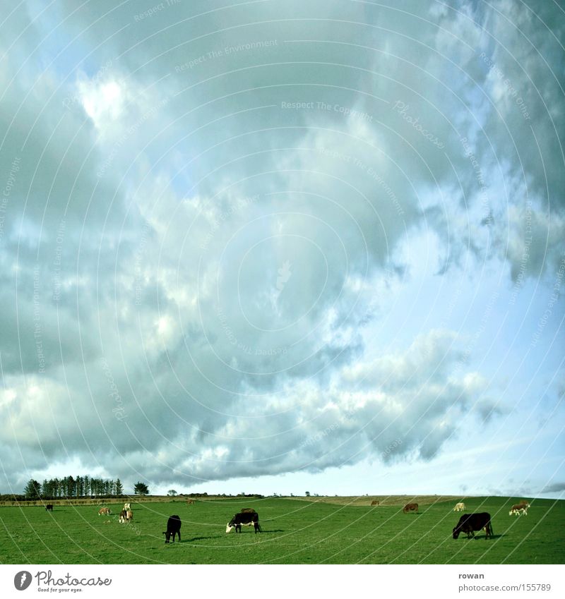 slow living Farbfoto Außenaufnahme Textfreiraum oben Tag Himmel Wolken Gras Wiese Kuh Fressen Milchkuh ökologisch Landleben Weide Republik Irland Säugetier