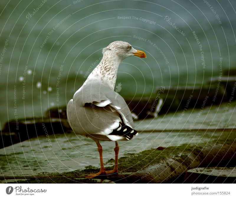Möwe Silbermöwe Ostsee Meer Küste Wasser Buhne spritzen Farbe Strand Vogel