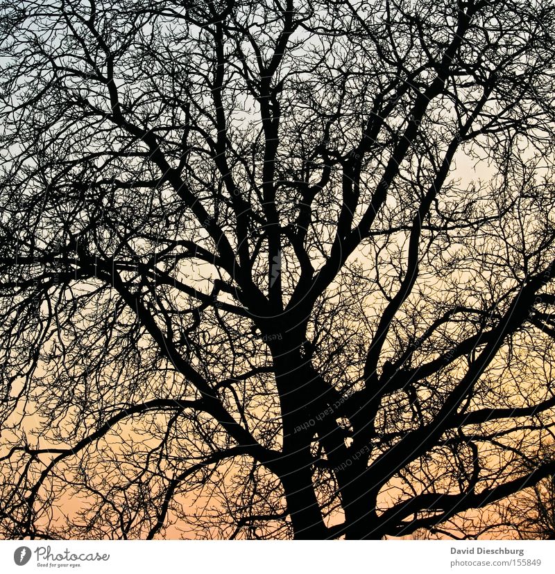 Astnetzwerk Baum Sonnenuntergang Abend Himmel Farbe Farbstoff Baumstamm Schatten Netzwerk orange blau Winter tree sky