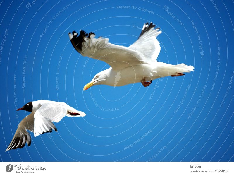 Eine Photocase-Möwe jagt die andere! Vogel Jagd verfolgen Verfolgungsrennen fliegen Himmel blau Meeresvogel Rivalität kämpfen Gegend Luftverkehr verteidigen