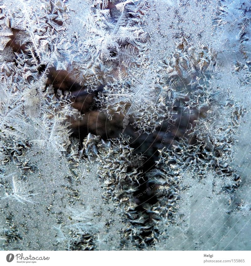 Nahaufnahmen von bizarren Eisblumen an einer Glasscheibe Winter kalt Frost frieren Fensterscheibe Januar Dezember Muster Strukturen & Formen Vergänglichkeit
