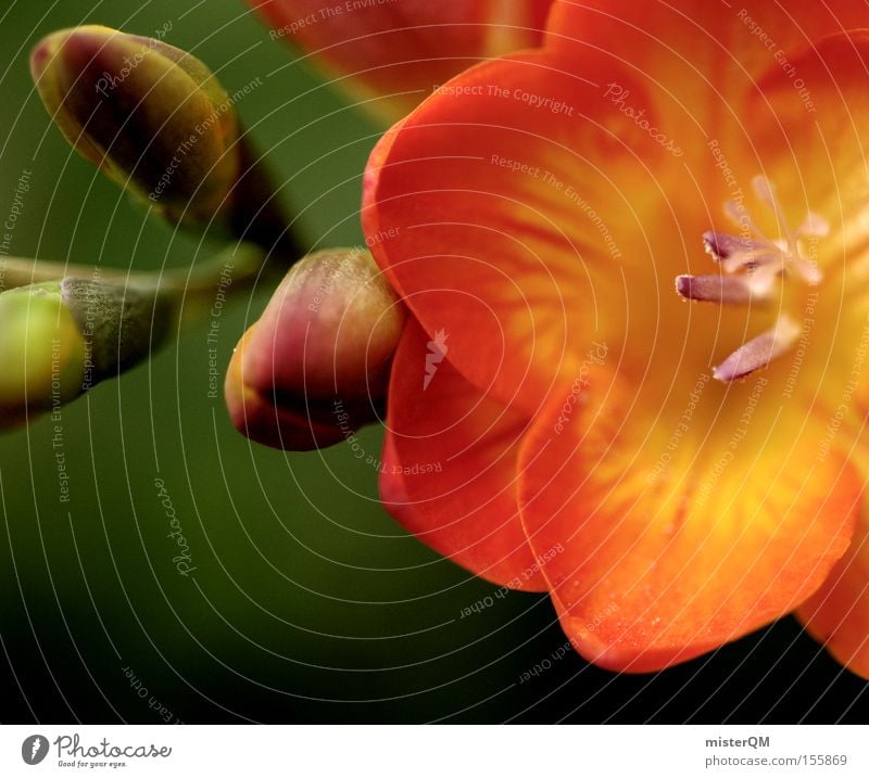 Frühlingsduft. Blüte Duft Blühend Strukturen & Formen Farbe Farbstoff grün rot Blütenknospen Blattknospe Natur Pflanze Detailaufnahme Nahaufnahme Bildausschnitt
