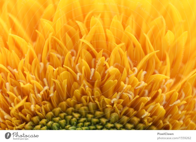 Sonnenblume Vegetarische Ernährung Lifestyle schön Körperpflege Wellness harmonisch Wohlgefühl Natur Pflanze Blume Blatt Blüte Nutzpflanze Garten Feld Blühend