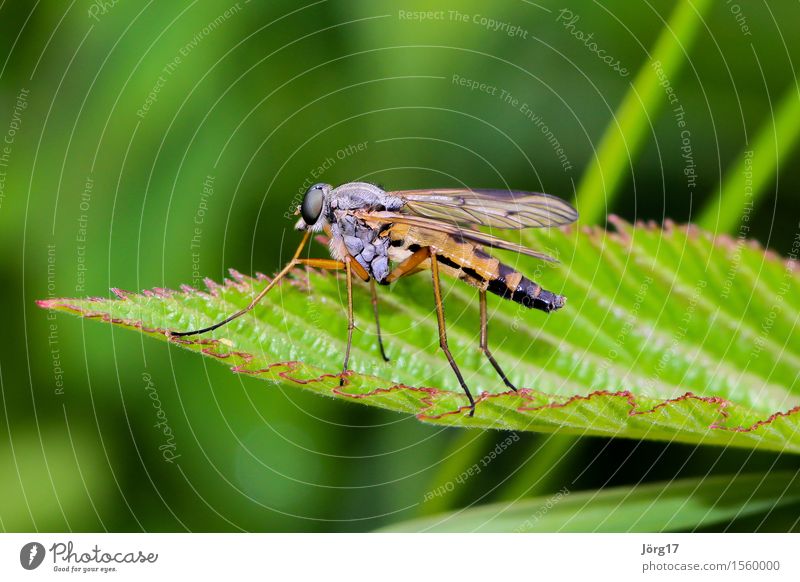 Insekt / Fliege Natur Tier Wildtier Biene 1 klein Farbfoto Nahaufnahme Makroaufnahme Tag Profil