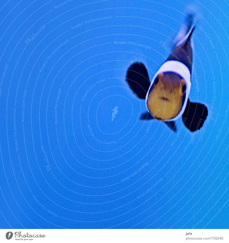 AQUARIUM EXPERIENCE #5 Clownfisch schwarz Anemonenfische Fisch Meer Aquarium blau Nahaufnahme Meerwasser Unterwasseraufnahme Wasser Amphiprion ocellaris