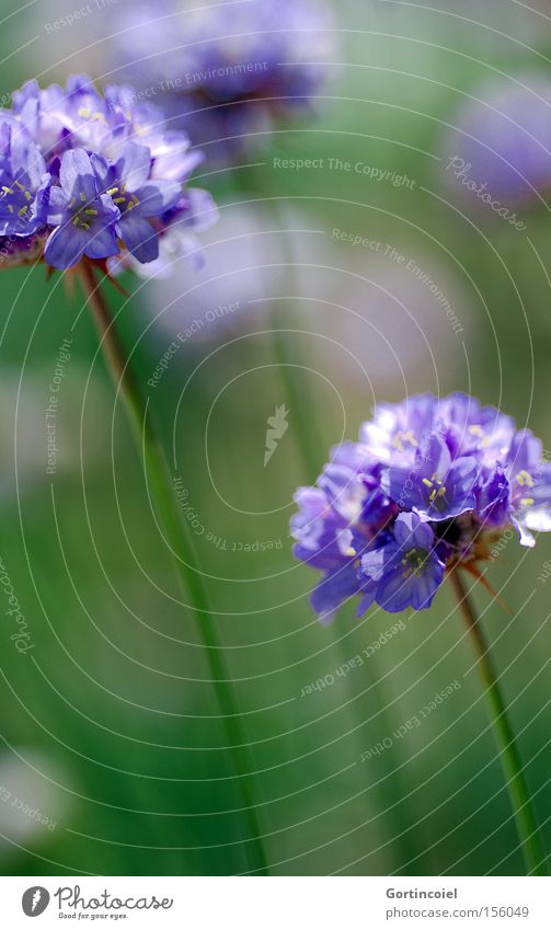 Meadow harmonisch Umwelt Natur Pflanze Frühling Sommer Blume Blüte Park Wiese Duft schön weich grün violett weiß Lebensfreude Frühlingsgefühle Farbe sanft zart