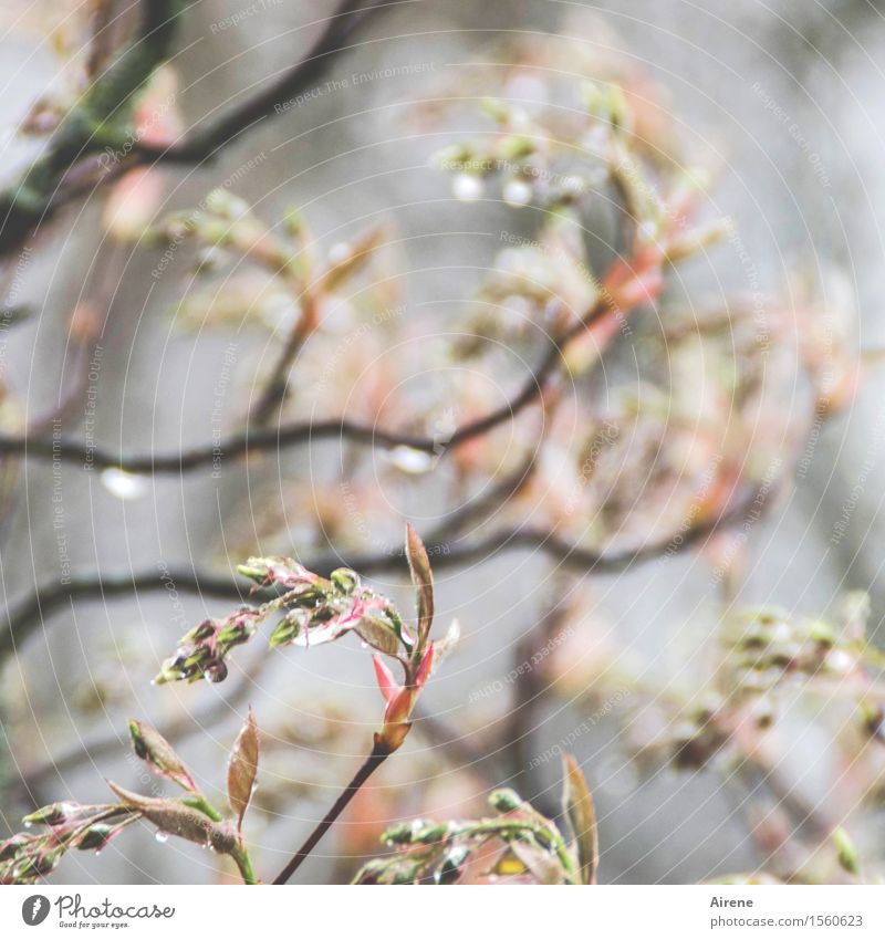 bedröppelt V Pflanze Urelemente Wasser Wassertropfen schlechtes Wetter Regen Sträucher Zweige u. Äste Felsenbirne Blütenknospen Garten hell nass grau rosa
