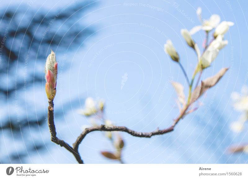 Frühlingsgrüße Pflanze Himmel Wolkenloser Himmel Schönes Wetter Sträucher Blüte Felsenbirne Blühend Freundlichkeit hell natürlich positiv blau weiß