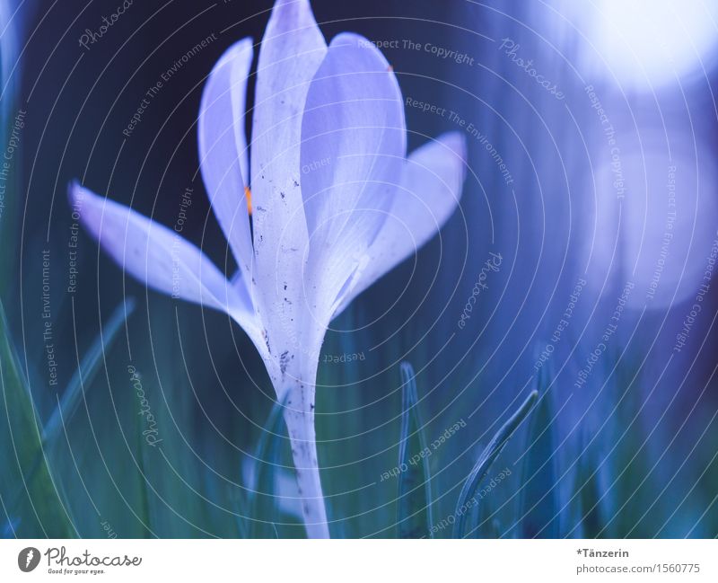 Frühlingserwachen Natur Schönes Wetter Pflanze Blume Blüte Krokusse Garten ästhetisch frisch natürlich schön blau weiß Unschärfe Farbfoto mehrfarbig