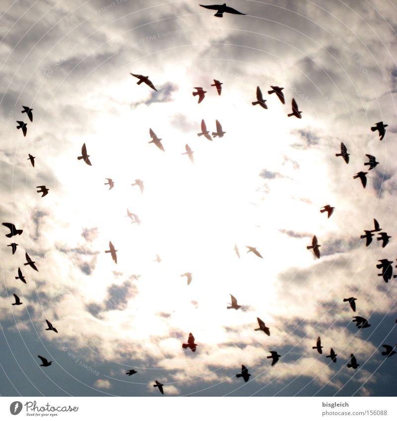 Der Schwarm Farbfoto Außenaufnahme Menschenleer Licht Silhouette Gegenlicht Froschperspektive Himmel Wolken Vogel Taube Tod Vergänglichkeit Vogelschwarm