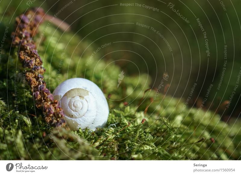 Haus im Grünen Pflanze Tier Frühling Moos Park Schnecke 1 glänzend Blick Schneckenhaus Farbfoto Gedeckte Farben mehrfarbig Außenaufnahme Nahaufnahme