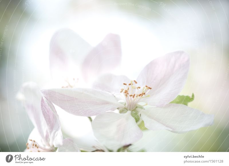 leis und sacht Umwelt Natur Pflanze Frühling Klima Klimawandel Schönes Wetter Baum Blüte Nutzpflanze Garten Blühend Duft natürlich rosa weiß Gesundheit Hoffnung