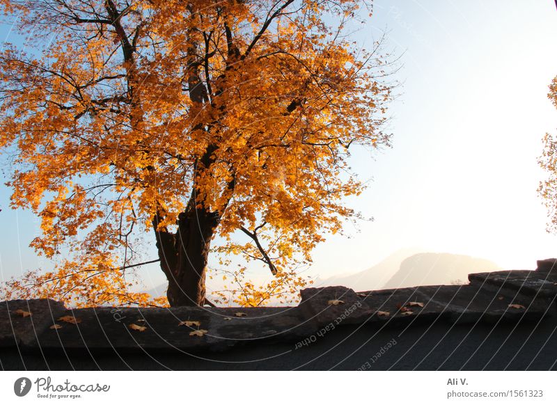 Herbstmorgen Natur Landschaft Pflanze Himmel Sonne Schönes Wetter Nebel Baum Mauer Wand blau braun grau orange weiß Farbfoto Außenaufnahme Menschenleer Morgen
