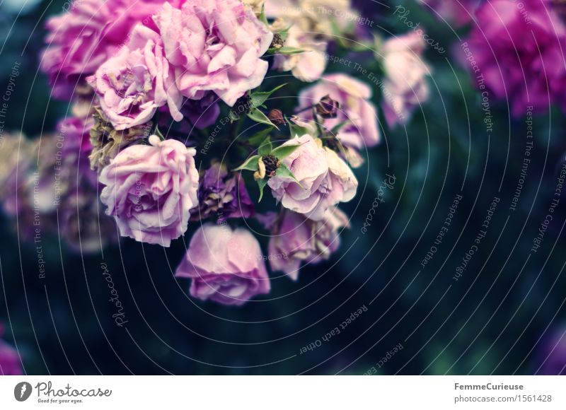 Blütenzauber. Natur violett rosa Rose Blühend welk Blume Rosenblätter Rosenblüte Sträucher Hochzeit Farbfoto Außenaufnahme Textfreiraum rechts