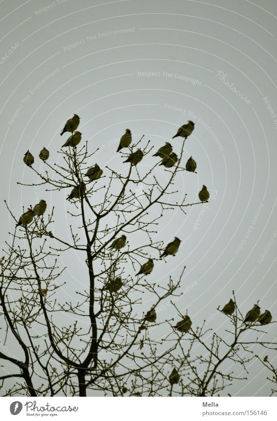 Betriebsversammlung Umwelt Natur Pflanze Tier Baum Baumkrone Zweige u. Äste Vogel Seidenschwänze Tiergruppe Schwarm sitzen natürlich trist grau Singvögel