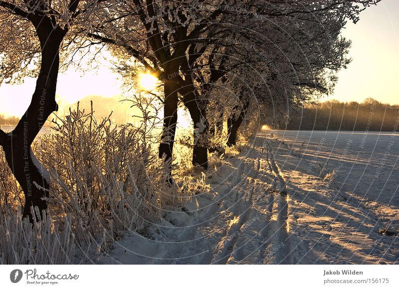 Winter am Niederrhein Sonne Schnee Gegenlicht Baum weiß Frost kalt Wege & Pfade Spuren
