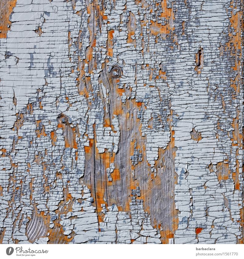 500 | Spuren der Zeit Tür Kunst Maler Kunstwerk Natur Holz Linie blau Farbe Klima Umwelt Vergänglichkeit Wandel & Veränderung Farbfoto Außenaufnahme