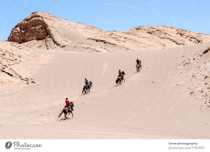 Wüstenritt I Ausritt Ferien & Urlaub & Reisen Ausflug Abenteuer Expedition Salar de Atacama Düne Valle de la luna San Pedro de Atacama Chile Südamerika Pferd 4
