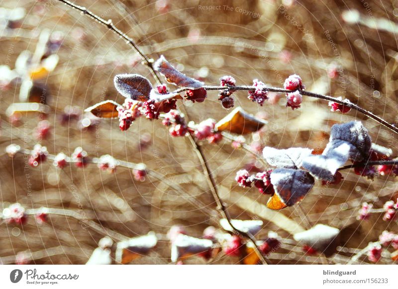 Cold Wintermorning kalt Frost Sträucher Beeren Umwelt Natur Pflanze Blatt frieren Raureif Ast rot Leben Klimawandel Schnee