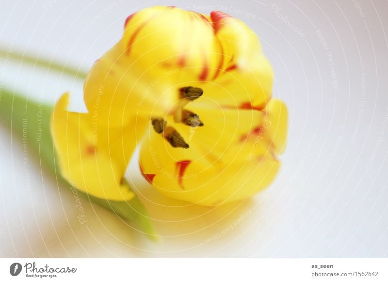 Gelbe Tulpe Lifestyle Design Leben harmonisch Dekoration & Verzierung Feste & Feiern Muttertag Ostern Geburtstag Umwelt Natur Pflanze Frühling Sommer Blume