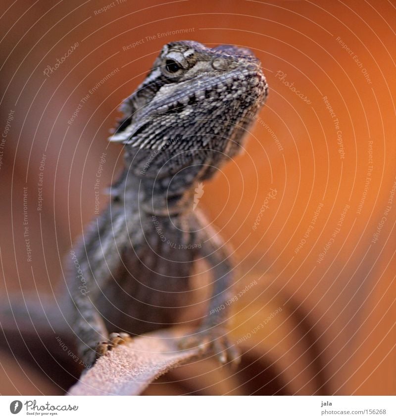 mr. barta Bart-Agame Agamen Gecko Echsen Reptil braun exotisch Terrarium Dinosaurier Tier orange Stolz Wüste Pogona vitticeps