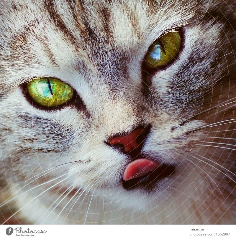 Zunge zeigen tut man nicht! Tier Haustier Katze 1 beobachten Fressen füttern genießen Jagd Blick frech lecker niedlich Tierliebe Weisheit Interesse