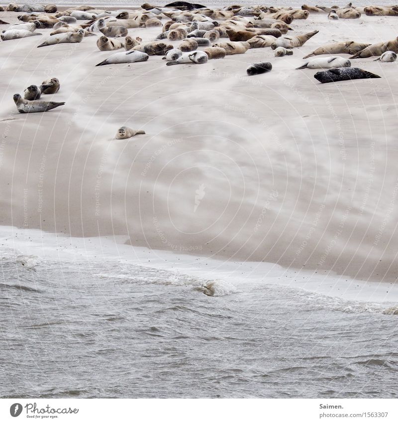 Gruppenchillen Umwelt Natur Tier Sand Wasser Wellen Küste Strand Nordsee Wildtier Tiergruppe Tierjunges genießen liegen maritim braun Gelassenheit Seehund