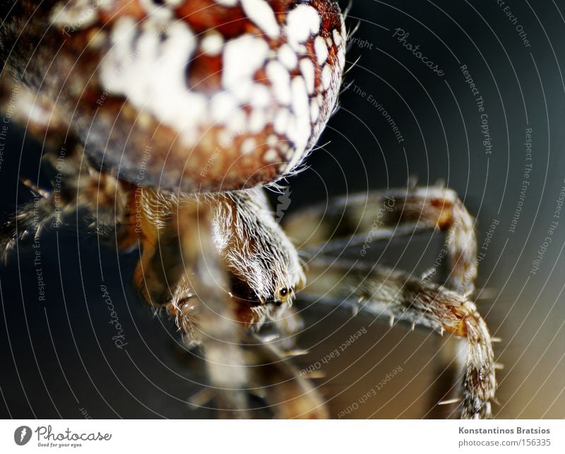 CROSS SPIDER ~Araneus diadematus Farbfoto Außenaufnahme Nahaufnahme Makroaufnahme Menschenleer Nacht Kunstlicht Unschärfe Tierporträt Spinne 1 Kreuz Netz Jagd