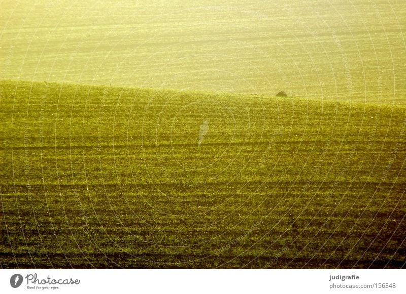 Acker Feld Landwirtschaft Ackerbau ländlich Erde Aussaat Linie Jungpflanze braun gelb Farbe