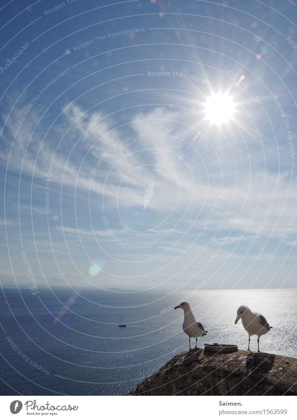 Tach auch! Umwelt Natur Luft Wasser Himmel Horizont Sonne Tier Wildtier Vogel 2 Tierpaar stehen Möwe Wolken Korsika Segelboot Meer maritim Gegenlicht Feder