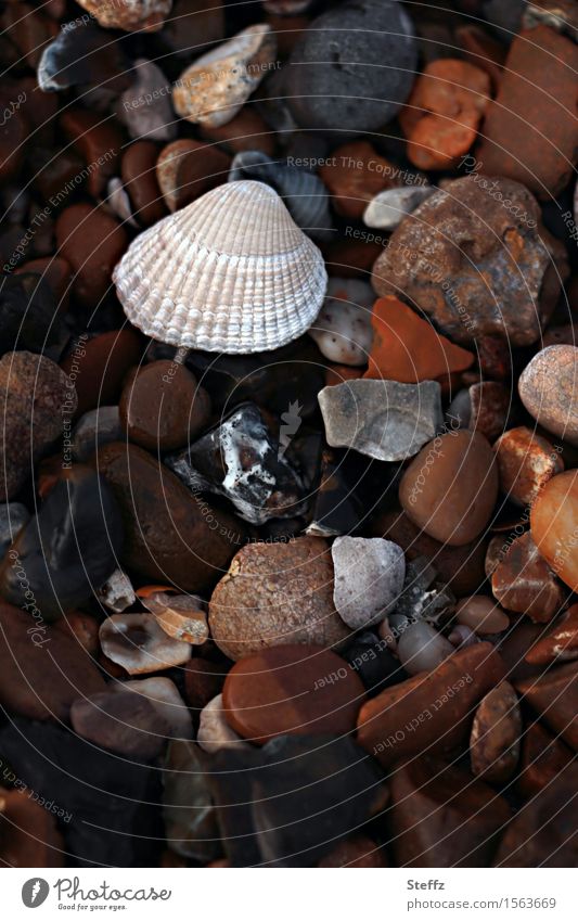 viele Steine und eine Muschel am Strand Nordseestrand Steinstrand nordische Natur Salzwassermuschel Muschelschale am Meer Steine am Strand bunte Steine