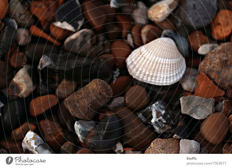 eine Muschel auf dem Steinstrand Steine Steine am Strand Nordseemuschel am Meer Salzwassermuschel Herzmuschel Muschelschale Bruchstücke achtsam Achtsamkeit