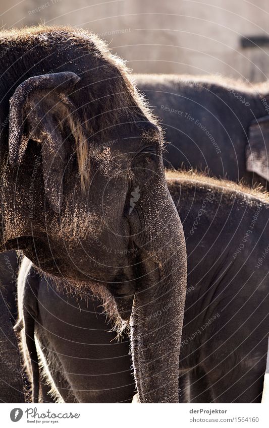 Indischer Elefant im Zoo Ferien & Urlaub & Reisen Tourismus Ausflug Abenteuer Ferne Freiheit Sightseeing Städtereise Safari Expedition Umwelt Natur Tier