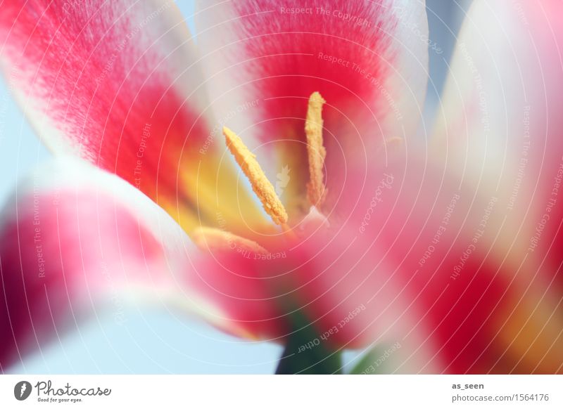 Inneres Leuchten Leben harmonisch Sinnesorgane Feste & Feiern Gemälde Umwelt Natur Pflanze Frühling Sommer Blume Tulpe Blüte Blütenblatt Staubfäden Pollen