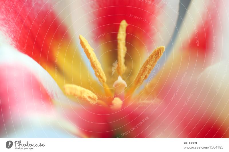Frühlingsstern Design exotisch Glück Wellness Leben harmonisch Meditation Gemälde Umwelt Natur Pflanze Sommer Tulpe Blüte Blütenblatt Staubfäden Stempel