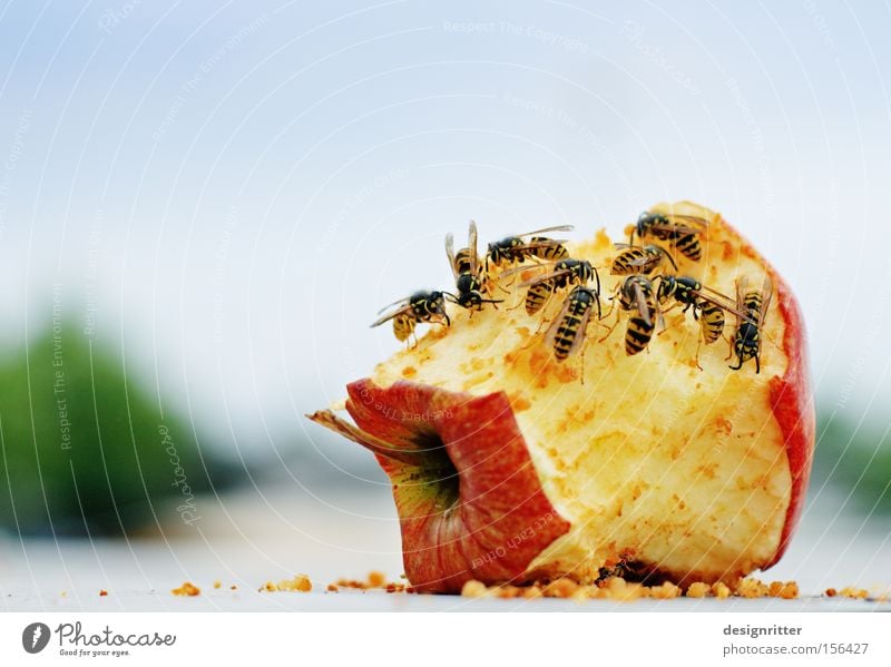 Bitte nicht stören Apfel Frucht Sommer Rest Müll Biomüll Ernährung Fressen gefährlich Aggression Stich Wespen bedrohlich Wespenstich